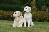 GOLDEN RETRIEVER 923